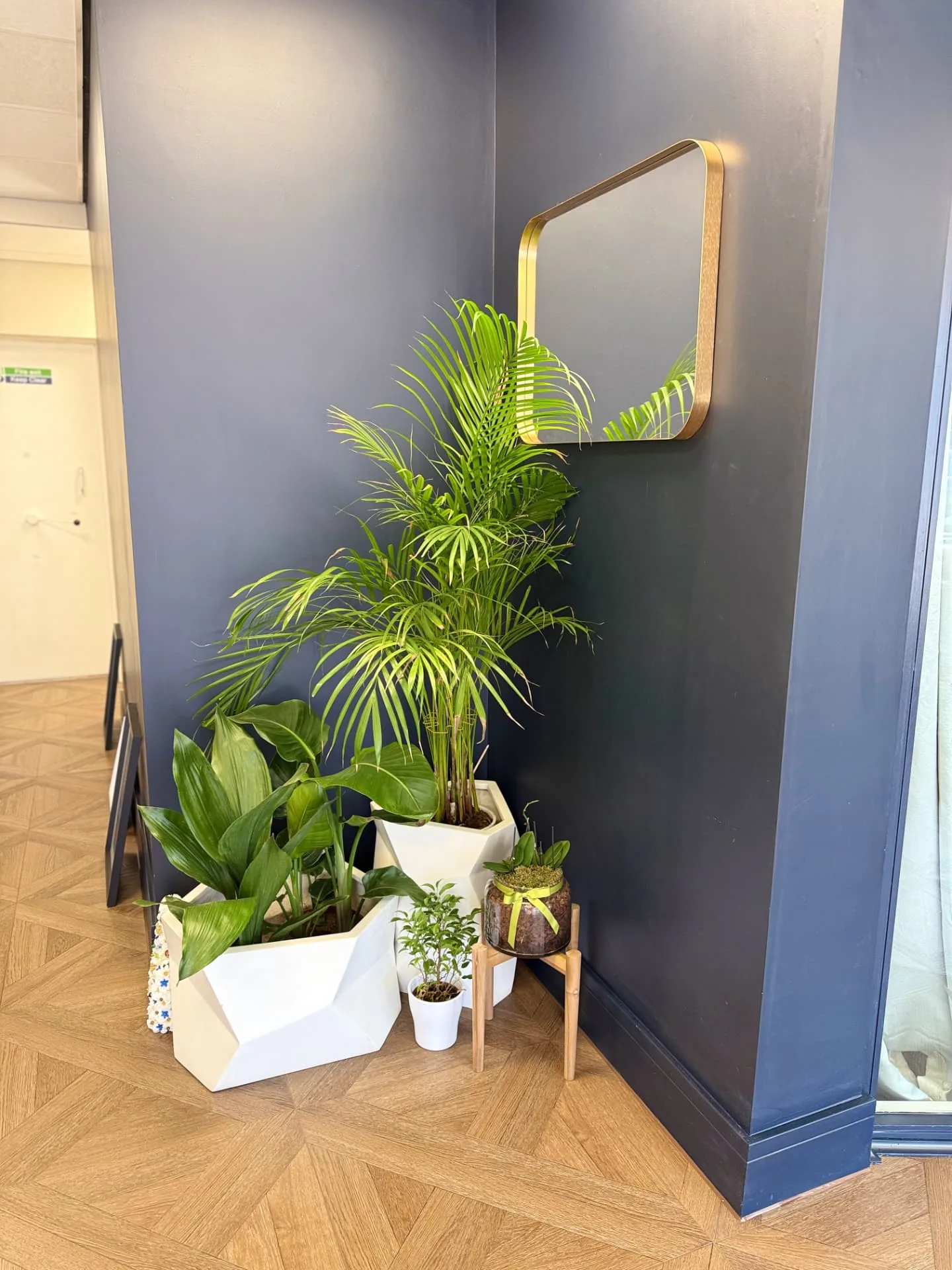 A planted corner at The Wellness Lounge Leeds with palms in white pots and a gold-framed mirror on a navy wall